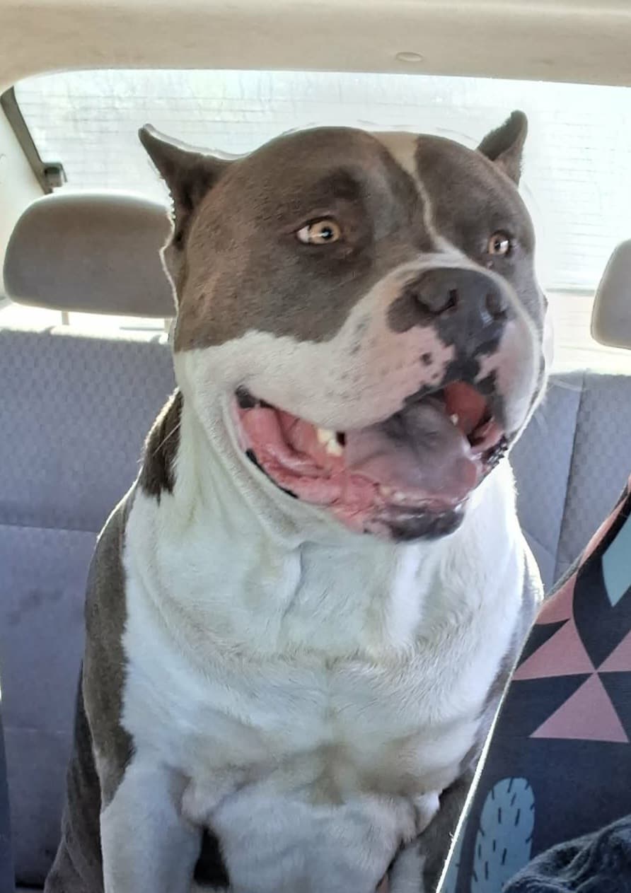 Pit bull
