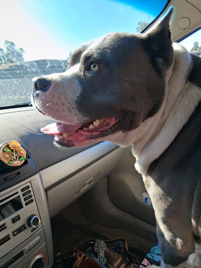 Pit bull