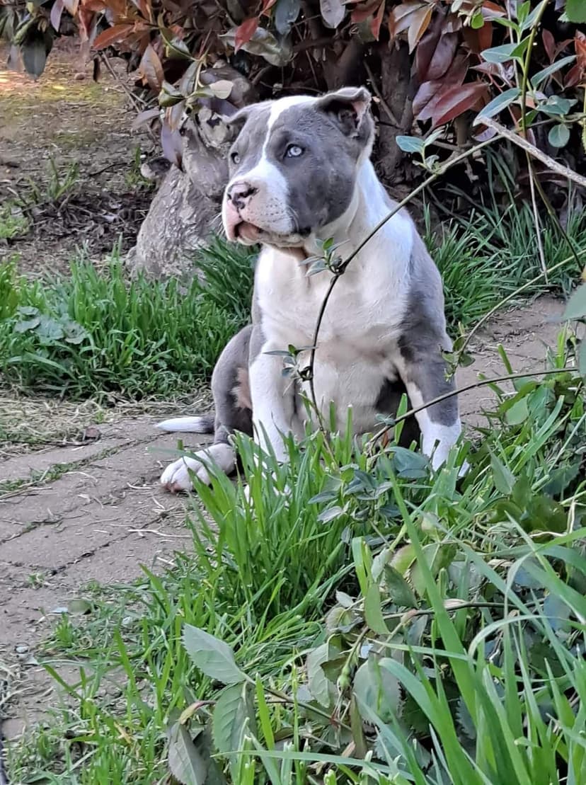 Puppy