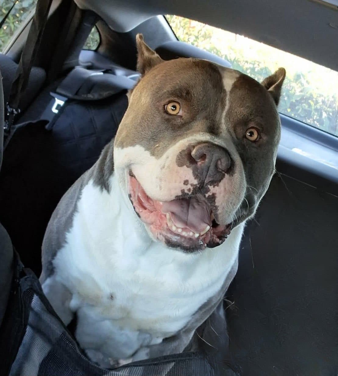 Pit bull portrait