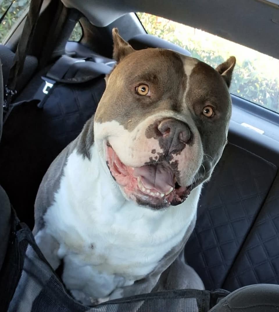 $RESCUE mascot